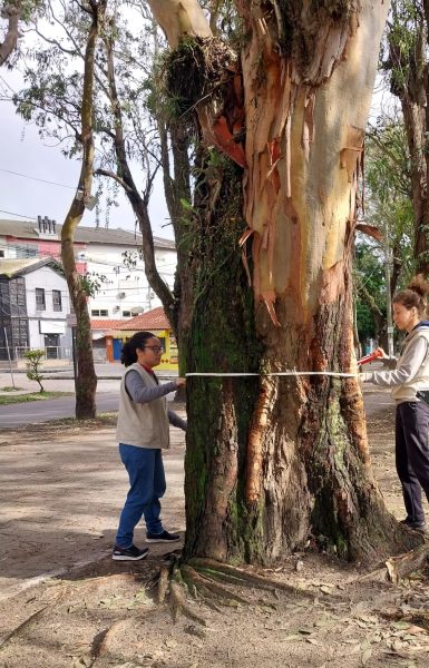 ProArbo atinge marca de dez mil árvores analisadas e registradas em Rio Grande