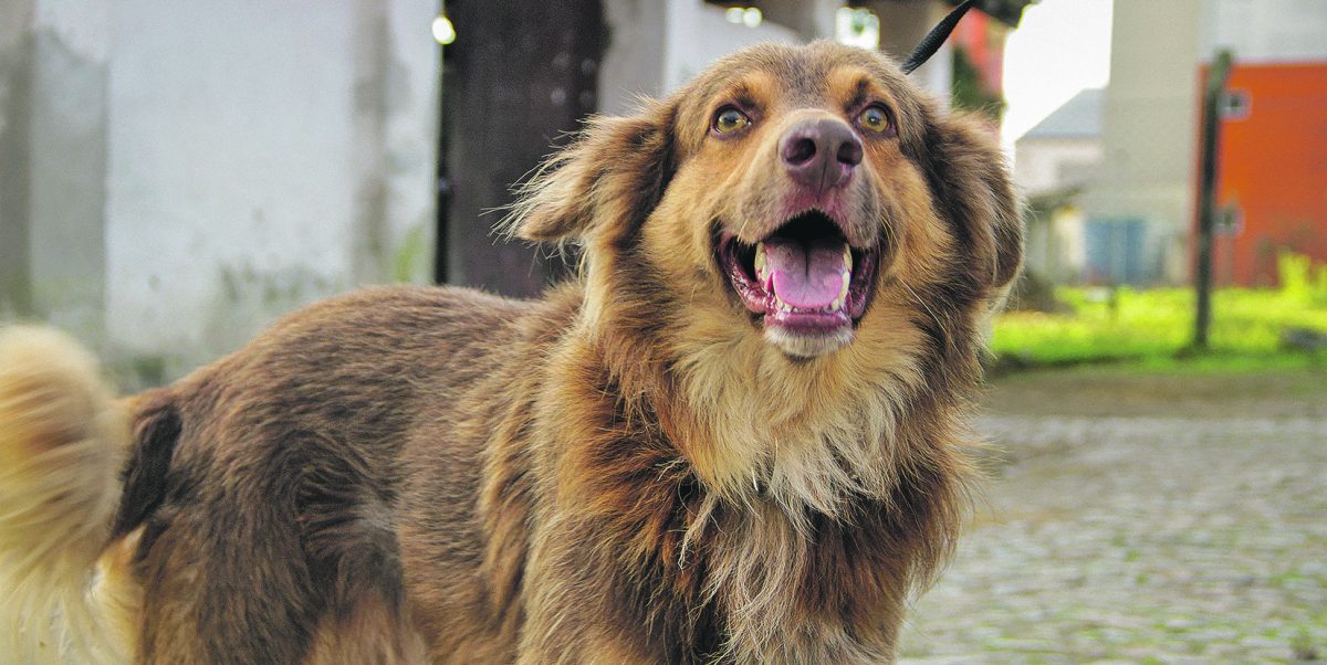 Abrigo da Associação Rural ainda tem 50 animais para adoção