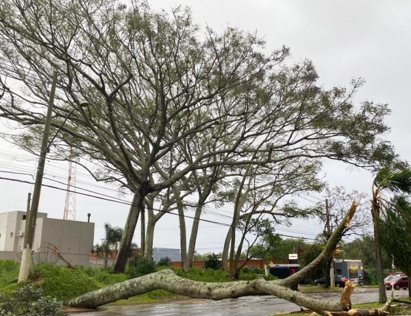 Olhar mais atento à arborização urbana