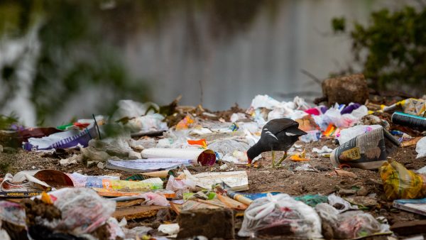 Descarte irregular ainda é realidade em Pelotas