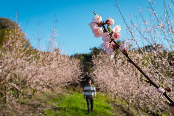 Floração intensa de pessegueiros traz expectativa de safra positiva