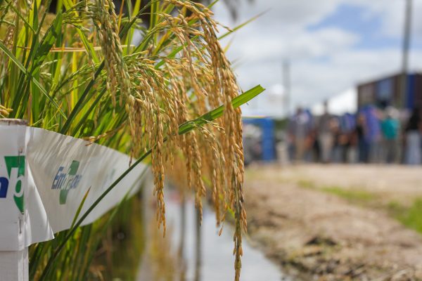 No campo, tecnologia e inovação são as ferramentas para driblar os efeitos climáticos