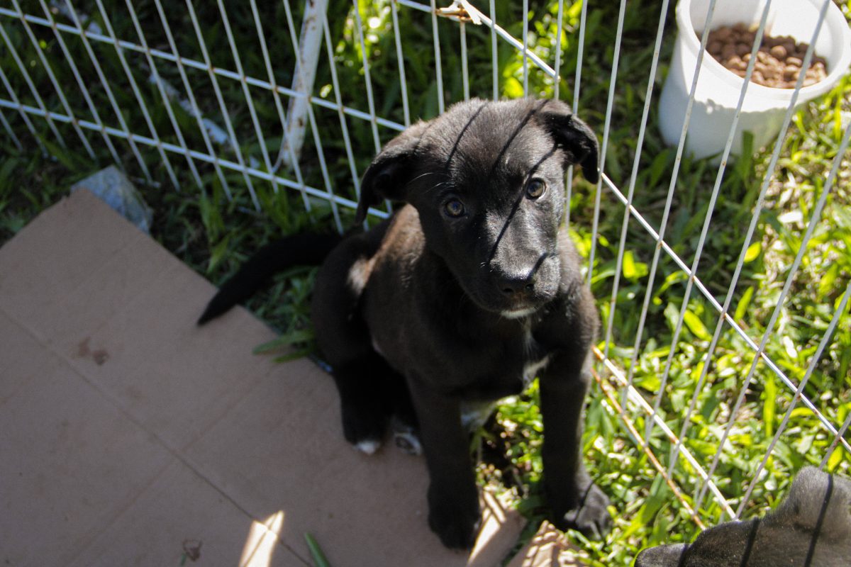 Sete cães são adotados na Festa Cãonina na Rural