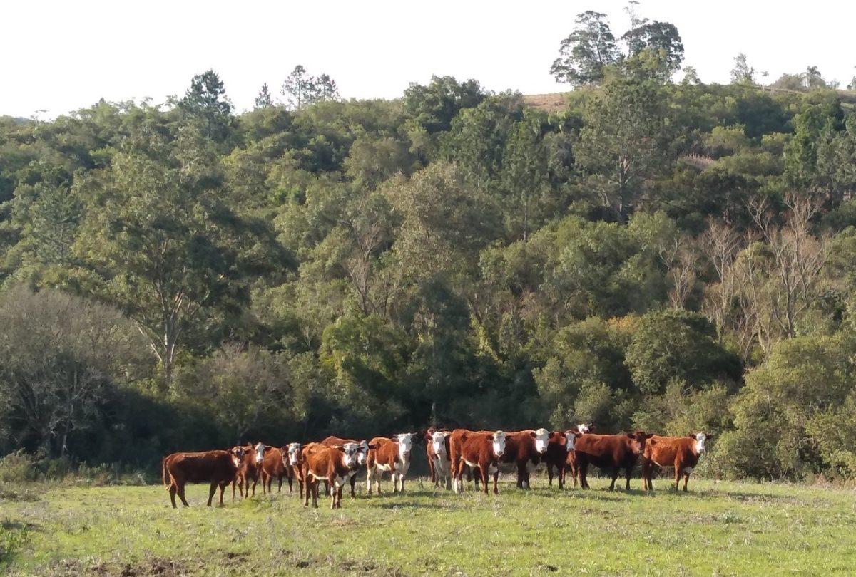 Recuperação da Agropecuária da Zona Sul é tema de seminário