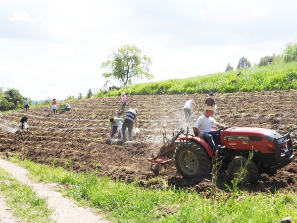 Sistema agroflorestal beneficia a agricultura familiar