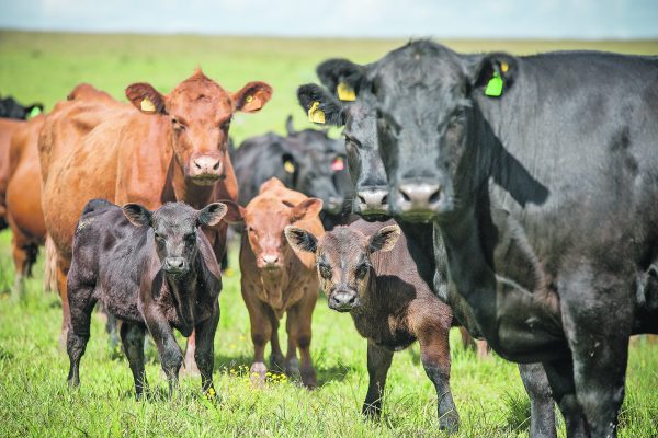 ANC implanta Programa de Melhoramento de Bovinos de Carne