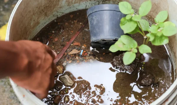 Rio Grande tem 89 casos positivos de dengue no ano