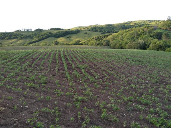 Agricultura gaúcha apresenta sinais de retomada