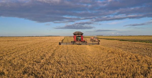 Santa Vitória do Palmar é referência em arroz e soja