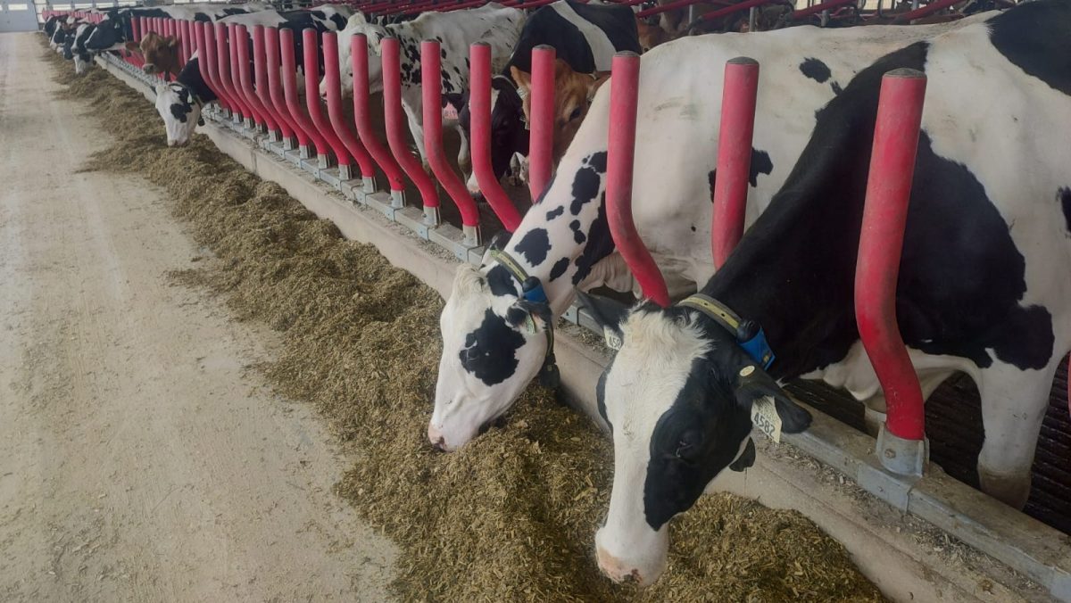 São Lourenço do Sul é o quarto maior produtor de leite do RS