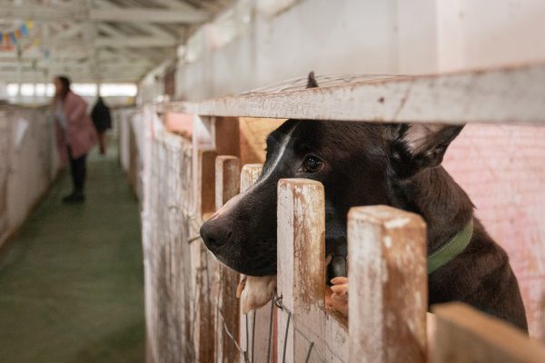 Cães resgatados na enchente aguardam por adoção