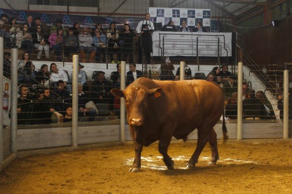 26º Leilão Montana movimenta R$ 371,2 mil