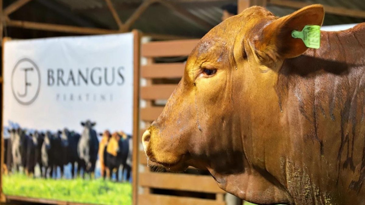 Expofeira movimenta mais de R$ 3 milhões em animais leiloados