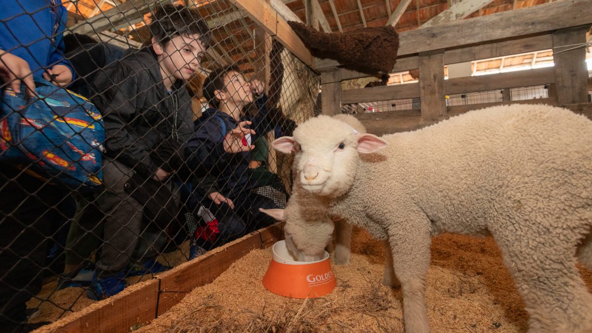 Crianças interagem com animais no primeiro dia de Expofeira