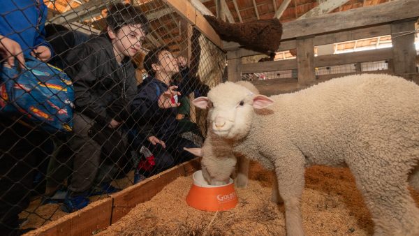 Crianças interagem com animais no primeiro dia de Expofeira