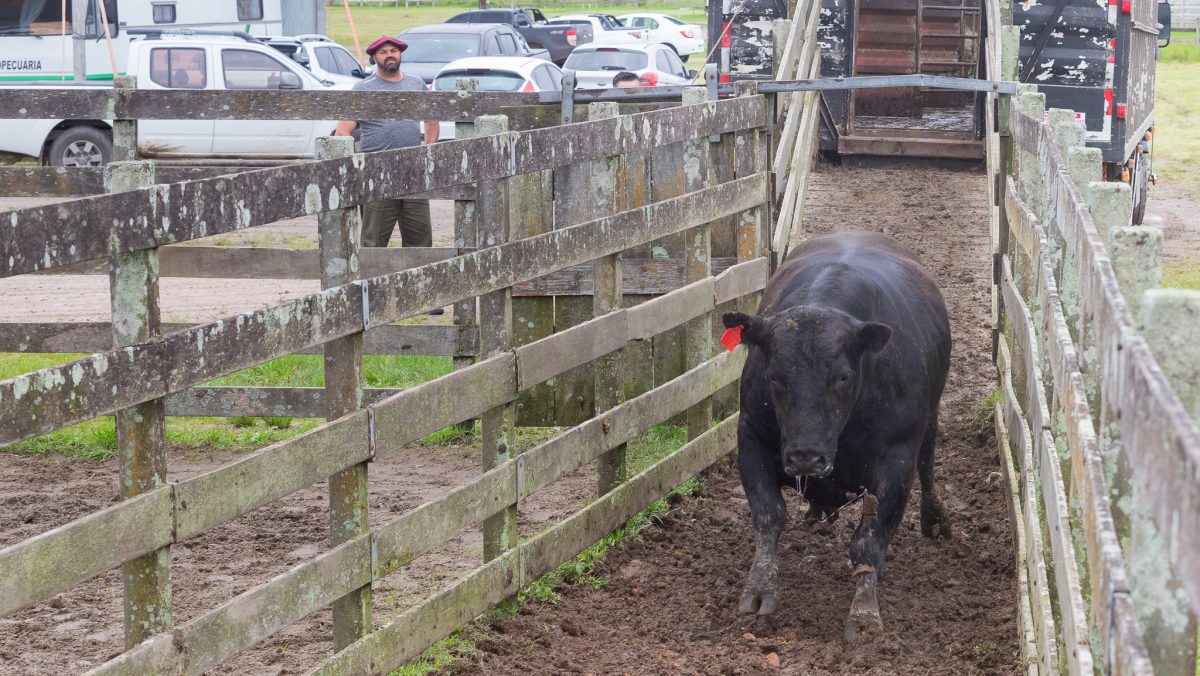 Expofeira realiza admissão de bovinos para julgamento