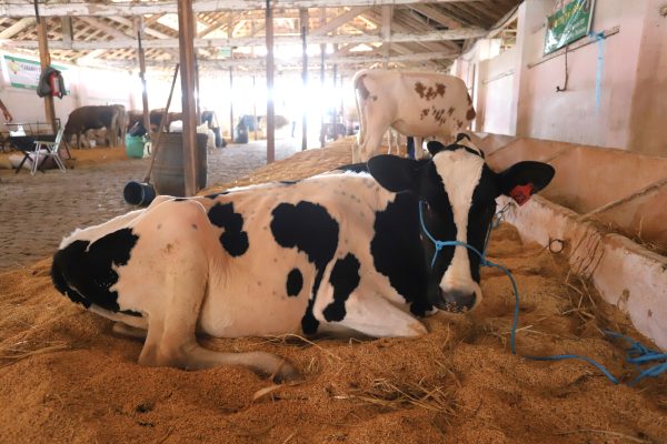 Seminário reúne produtores de leite na Expofeira de Pelotas