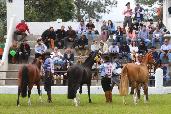 Seletiva do Cavalo Crioulo é atração a partir de sexta-feira