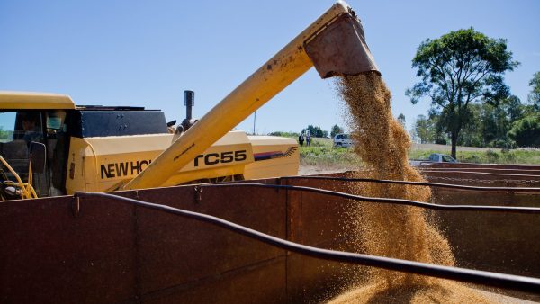 Expectativa por safra recorde de arroz e soja no Estado