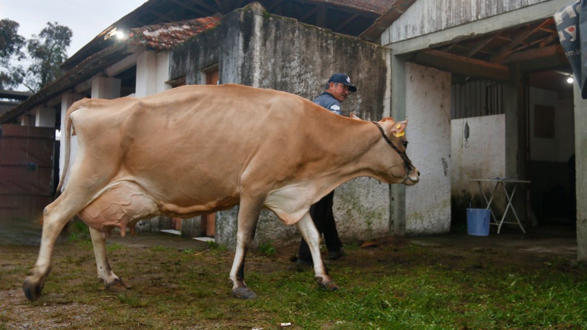 Dagmar Topsy é a grande campeã leiteira da raça Jersey