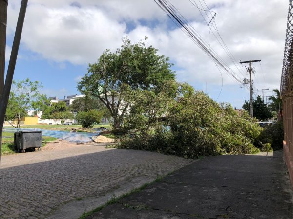 Árvore cai e deixa moradores sem luz no Centro de Pelotas