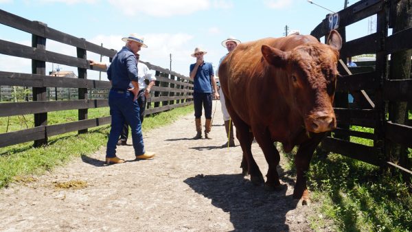 22º Angus Grande do Sul e Balcão de Negócios são destaques na 50ª Expofeira do Rio Grande