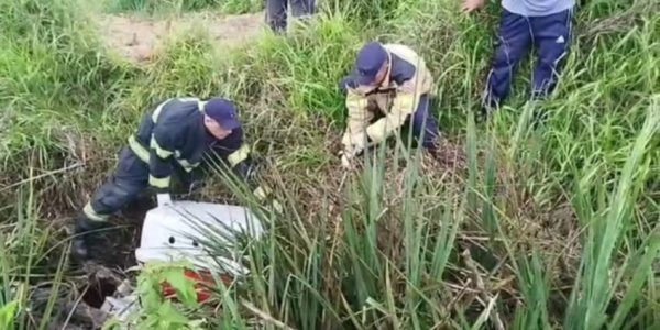 Bugio atropelado em BR não resiste a ferimentos