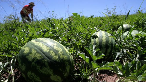 Plantio da melancia se intensifica na região sul