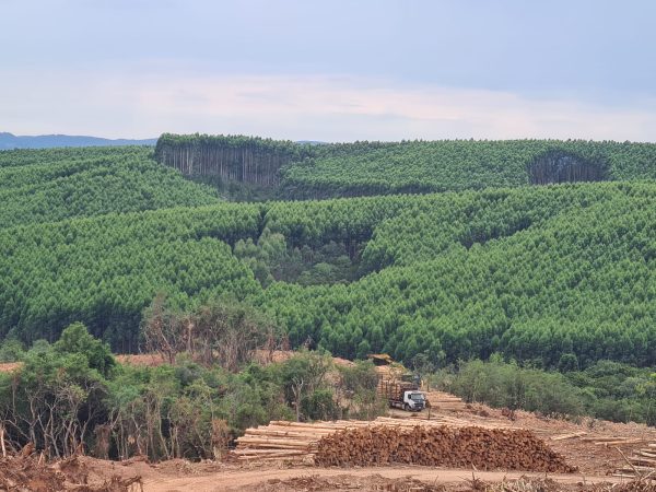 Agronegócio gaúcho registra queda das exportações no terceiro trimestre de 2024