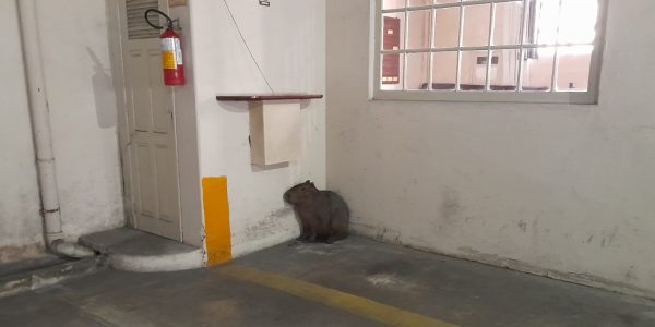 Capivara é resgatada em garagem no Centro de Pelotas