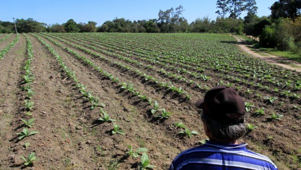 Região Sul tem estimativa de produzir 70 mil toneladas de tabaco na safra 2024/2025