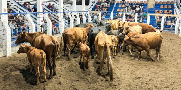 Plano nacional de rastreabilidade bovina individual é lançado