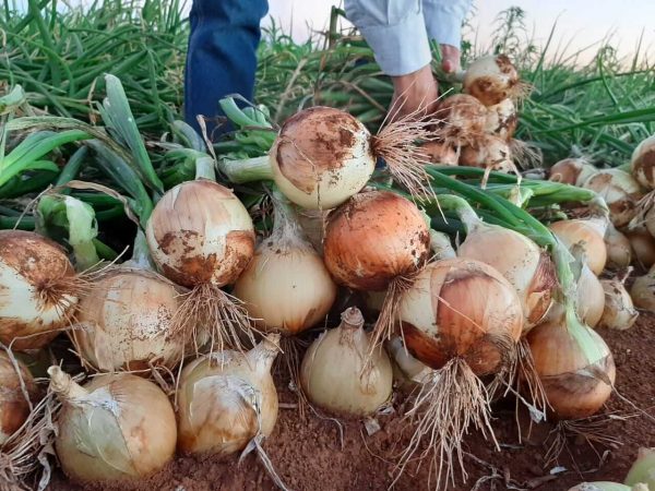 Colheita da cebola em São José do Norte atinge 50% de área plantada