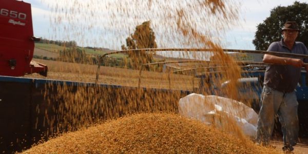 Agronegócio deve apresentar crescimento em 2025, prevê CNA