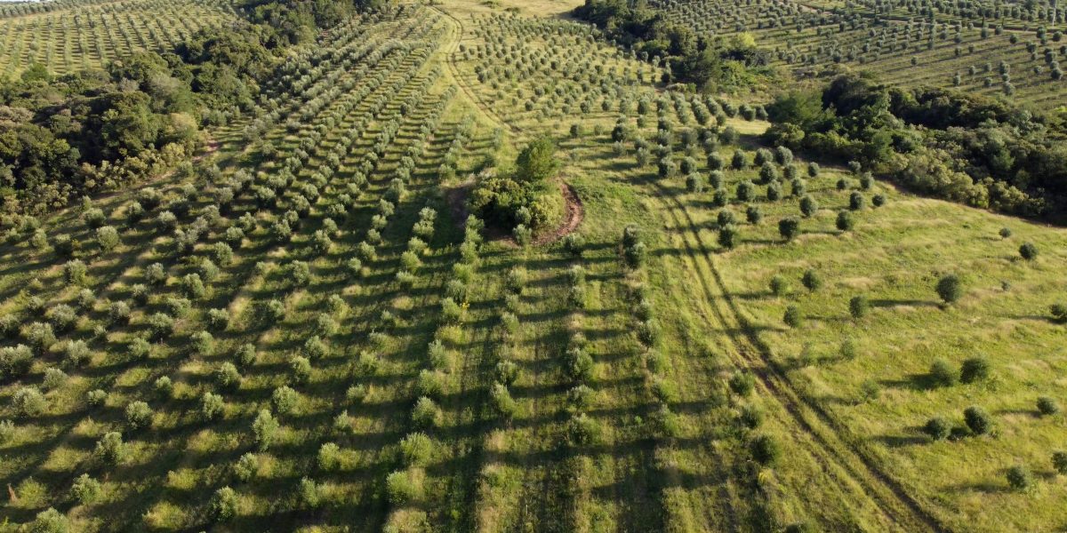 Fazenda de Canguçu desenvolve azeites na Espanha e apresenta produto inédito