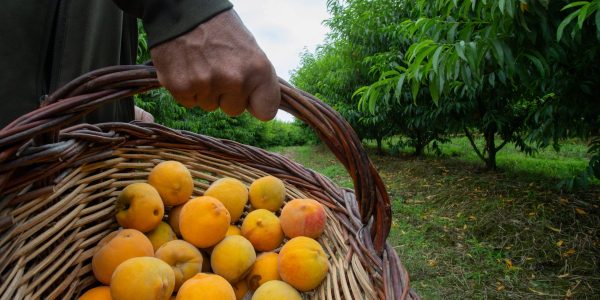 Safra do pêssego de indústria chega à reta final em Pelotas