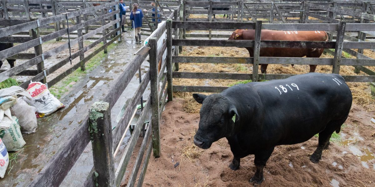 Agro da região otimista com acordo entre Mercosul e União Europeia