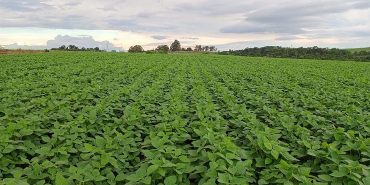 Soja prossegue com atividades de plantio na Zona Sul