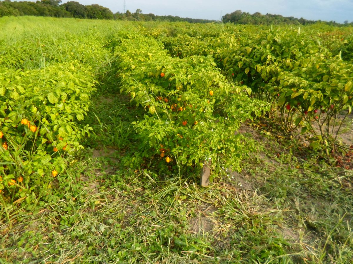 Expectativa positiva para a safra da pimenta em Turuçu