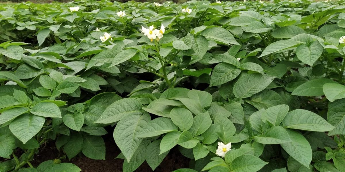 Edital da Embrapa disponibiliza lotes de sementes de batata da cultivar BRS F21