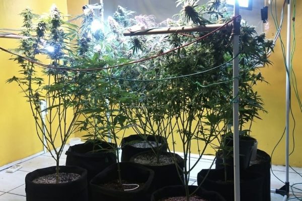 Polícia Civil encontra plantação de maconha em apartamento