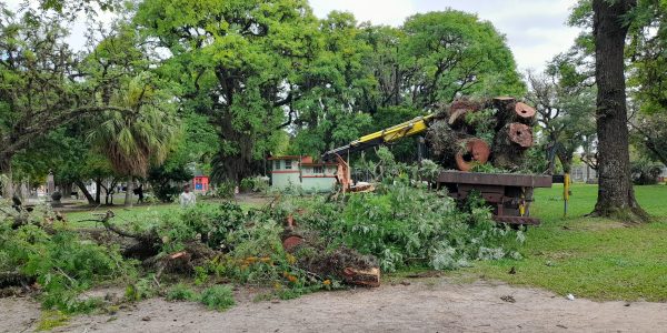 Prefeitura recebe quase 600 pedidos de cortes de árvores no ano