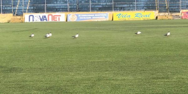 Gramado da Boca do Lobo voltará a ser usado neste fim de semana