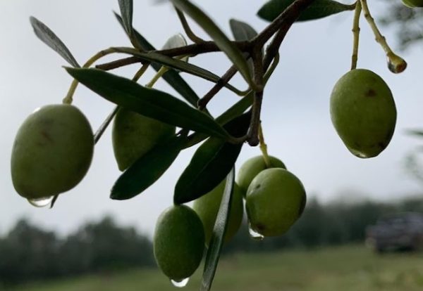 Clima deve atrapalhar safra da olivicultura na Região Sul