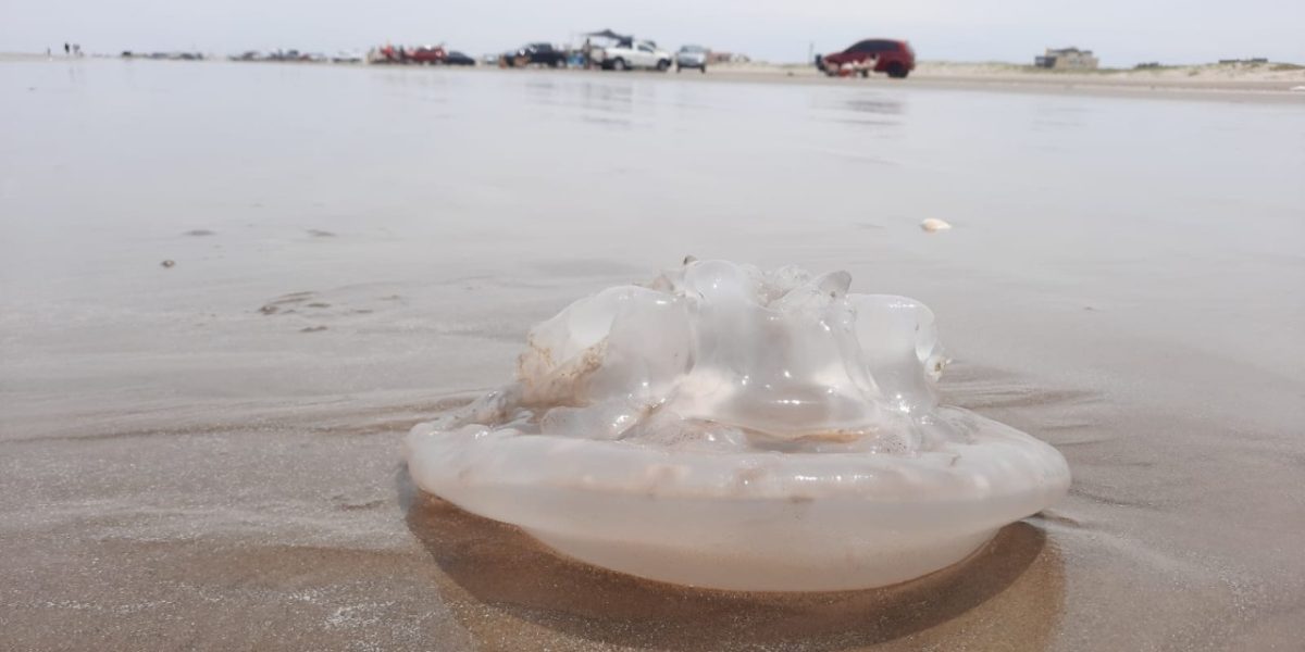 Presença de águas vivas no mar requer atenção