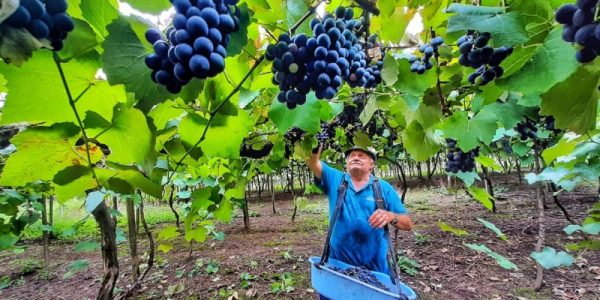 Projeto busca empregar trabalhadores da Zona Sul em colheitas na Serra Gaúcha