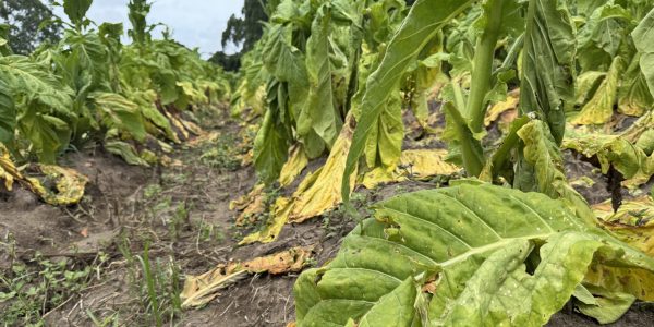 Chuva intensa causa prejuízo milionário a produtores de fumo em Arroio do Padre