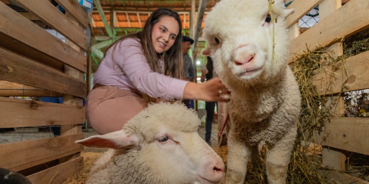 Feiras de ovinos movimentam municípios da Zona Sul