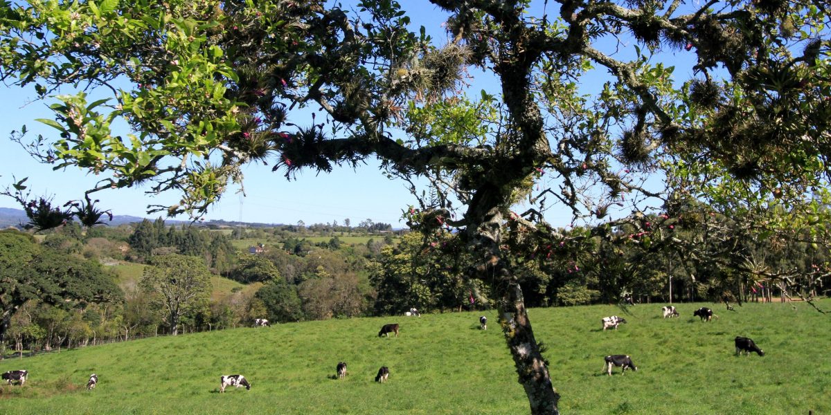 Acordo judicial busca preservação de áreas de pecuária no bioma Pampa