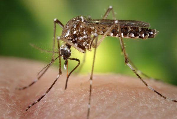 Pelotas tem oito casos suspeitos de dengue